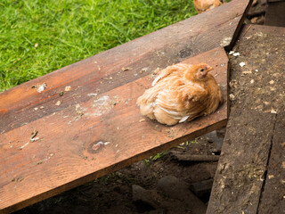 A happy free range chicken sits in its enclosure. 
