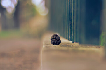 Piña sobre la vereda