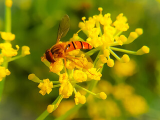 A close up shot of bee on the yellow fennel flower