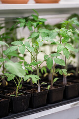 Tomato Seedlings