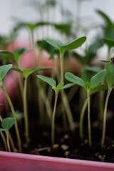 Zinnia Seedlings