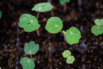 Nasturtium Seedlings
