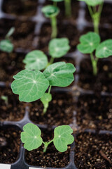 Nasturtium Seedlings
