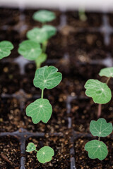 Nasturtium Seedlings
