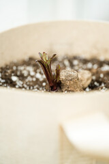 Dahlia Seedlings