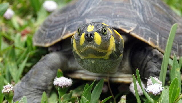 Tortuga Taricaya en pasto con flores