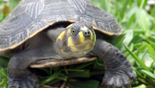 Tortuga Taricaya paseando de d&iacute;a