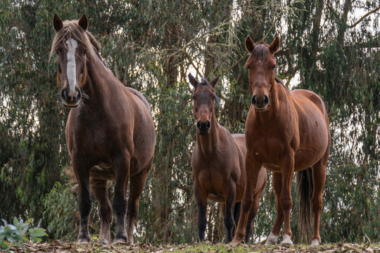 tridente equino posando para las fotos en el campo colombiano