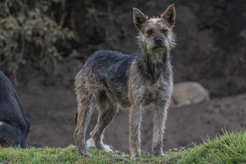 perros criollos cuidan los terrenos de la finca