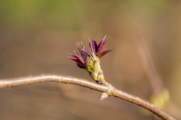 Selective focus of young leaves and soft peak of Elderflower in early spring with sunlight, Sambucus is a species complex of flowering plants in the family Adoxaceae, Nature floral background.