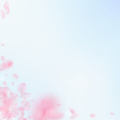 Sakura petals falling down. Romantic pink flowers corner. Flying petals on blue sky square background. Love, romance concept. Overwhelming wedding invitation.