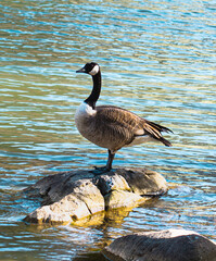country goose on the lake
