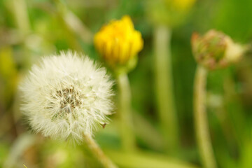 ふわふわのたんぽぽの綿毛