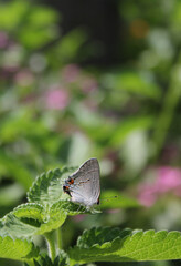 Gray Hairstreak Butterfly - Strymon melinus on Lantana Leaf