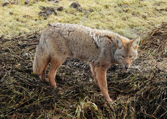 Not very friendly coyote during morning hunt