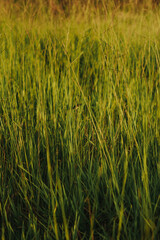 afternoon in the field