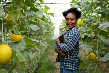 Black African gardeners grow and care for organic fruit in the greenhouse. Afro female using...