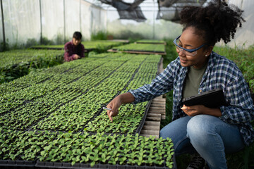 A black female farmer using a tablet smiling friendly at the organic vegetable plots inside the nursery.African woman Taking care of the vegetable plot with happiness in greenhouse using technology.