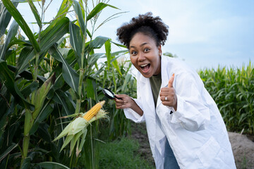 Black women, Africans are scientists. geneticist, researcher, holding a magnifying glass wearing a ground coat standing smile and is checking the quality good cultivars of corn in corn field.Thump up.