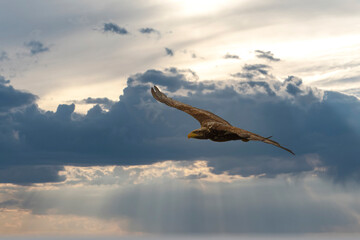 Fototapeta na wymiar Eagle in the sky