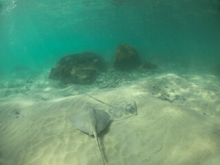Two southern stingrays in the waters of Fernando de Noronha, Brazil © cabuscaa