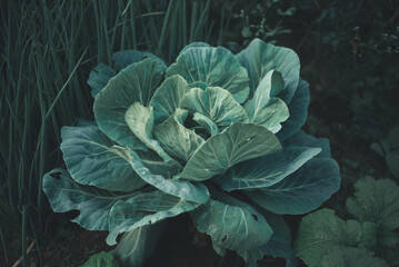 Obraz premium horta, hortaliça, plantas, fazenda, roça