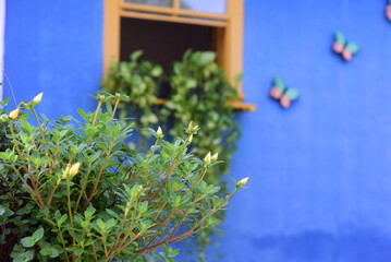 yellow flower with blue wall on blurred background, for texture background use