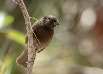 A black-faced grassquit with grass seed in its beak. 