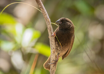 A black faced grassquit feeds on grass seed perched on the side of a tree limb.  