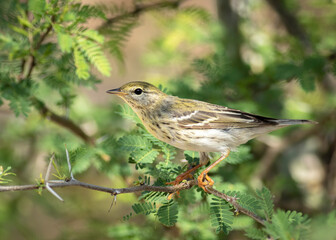 A female blackpoll warbler perched on a limb during spring migration. 