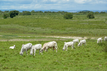 Fototapeta na wymiar Livestock. Nelore cattle in Araruna, Paraíba, Brazil