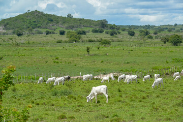 Fototapeta premium Livestock. Nelore cattle in Araruna, Paraíba, Brazil