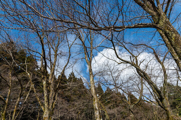 雪解け三月　樹木公園の風景