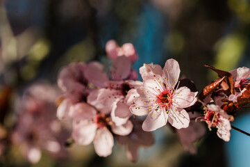 Cherry blossoms in spring, blooming into pink flowers.