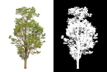 Tree on transparent picture background with clipping path, single tree with clipping path and alpha channel