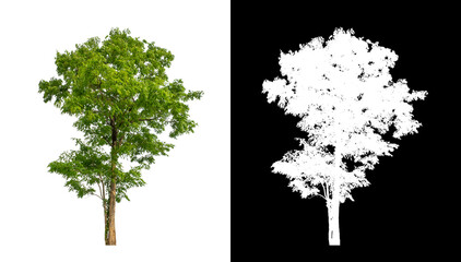 Tree on transparent picture background with clipping path, single tree with clipping path and alpha...
