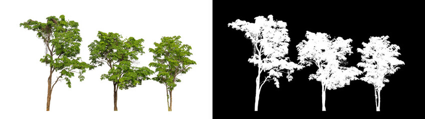 Tree on transparent picture background with clipping path, single tree with clipping path and alpha channel