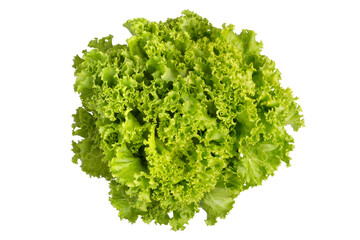 Fresh Organic Green Leaves Lettuce isolated on white background with clipping path. Fresh green leaves lettuce has high fiber and vitamin, sweet taste and good for salad.