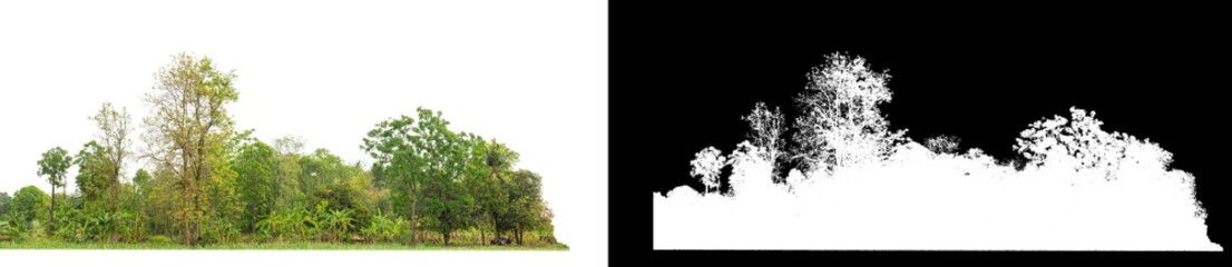 Green Trees isolated on white background.are Forest and foliage in summer for both printing and web pageswith cut path and alpha channel.