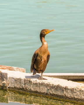 Wounded Cormorant