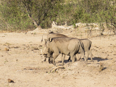 Pumba
