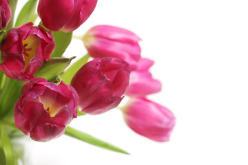 Obraz premium Bouquet of Pink Dutch Tulips Isolated on White Background
