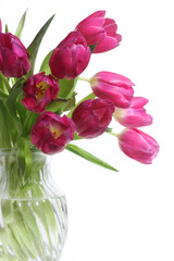 Bouquet of Pink Dutch Tulips Isolated on White Background