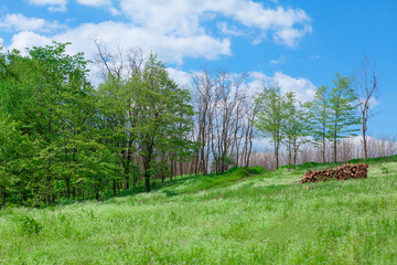 Fototapeta na wymiar Green edge of the forest in the spring . Pile of logs on the meadow 