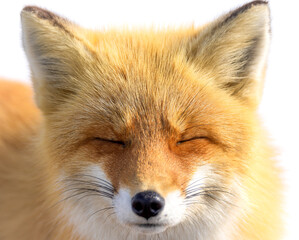 red fox vulpes