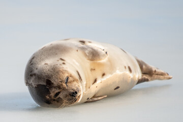 A large grey harp seal or harbour seal on white snow and tall yellow grass steering forward with a sad face. The wild gray seal has long whiskers, light fur or skin, dark eyes, and heart shaped nose. 