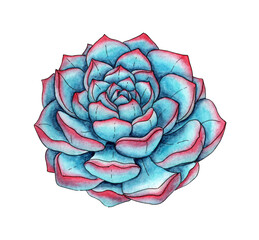 Watercolor illustration of turquoise pink succulent. It's perfect for cards, posters, banners, invitations, greeting cards, prints. Isolated on white background. Drawn by hand.