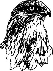 Transparent eagle illustration