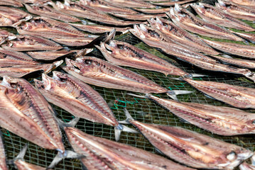 Fish drying in the sun