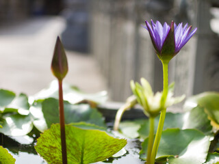 lotus